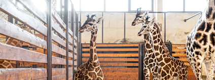 irafy Rothschildovy v Safari Parku Dvůr Králové Foto: Safari Park Dvůr Králové